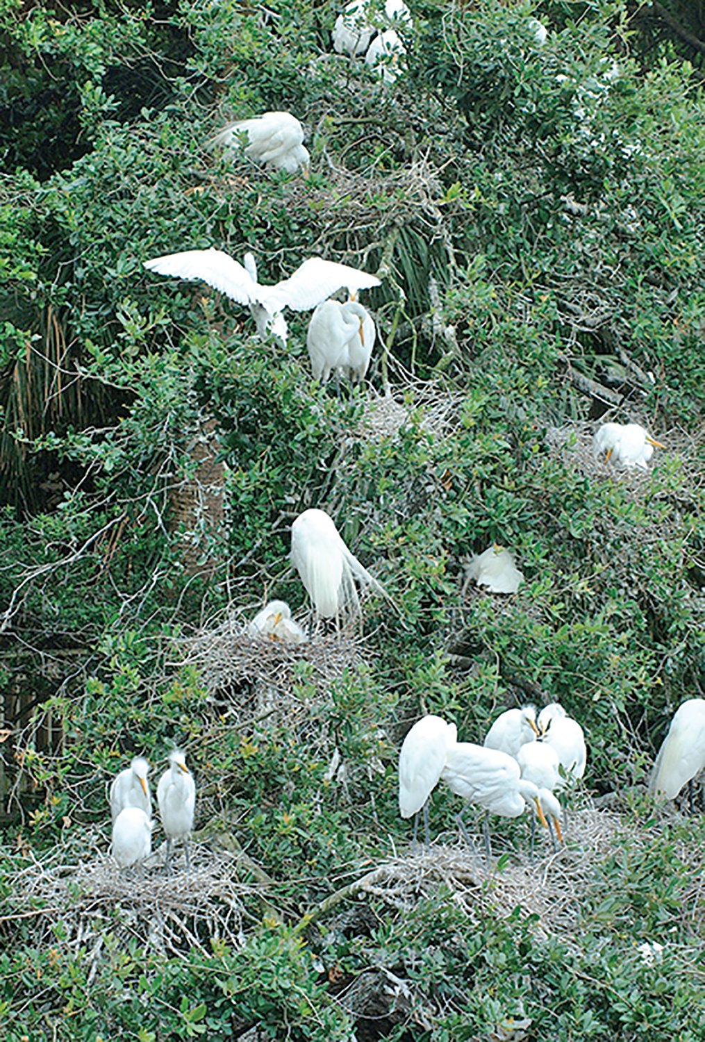 Great egrets tend their nests in trees.
